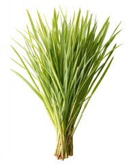 Close-up of a bunch of vibrant green grass (1)