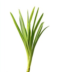 Fototapeta premium Close-up of vibrant green plant leaves