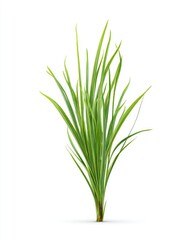 Fototapeta premium Lush green grass cluster against white