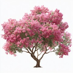 Obraz premium Pink flowering tree against white