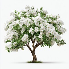 Fototapeta premium Lush white flower tree on white background