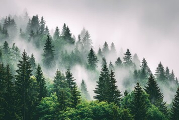 Fototapeta premium Misty mountain forest with lush green trees veiled in ethereal fog creating a serene and atmospheric landscape
