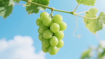 Obraz premium A bunch of Shine Muscat grapes (green grapes) hangs on the branch, looking fresh and plump against the blue sky.