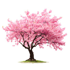 Obraz premium Beautiful blooming cherry blossom tree with vibrant pink flowers on black background