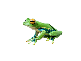 Detailed macro shot of a beautiful green tree frog with striking orange eyes and blue sides, perfectly isolated on a white background