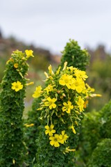 Obraz premium A native plant, identified as 'churqui' or 'churco' near the Llanos de Challe National Park