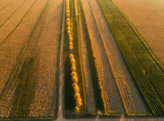 Obraz premium Thanksgiving Day Autumn Harvest