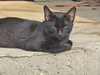 Fototapeta premium black cat on the ground