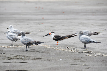 Fototapeta premium A close-up shot of a Black Skimmer (rayador americano, Rynchops niger) standing on a sandy beach with a flock of grey gulls. The bird is known for its unique large red and black beak.