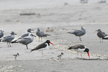 Pair of american oystercatcher (haematopus palliatus, ostrero americano) with chicks walking on the sandy beach along the coast of Peru with seagulls in the background.