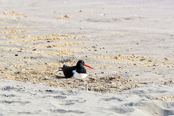 A black and white American oystercatcher (haematopus palliatus, ostrero americano) rests while nesting on a sandy beach of the Peruvian coast.