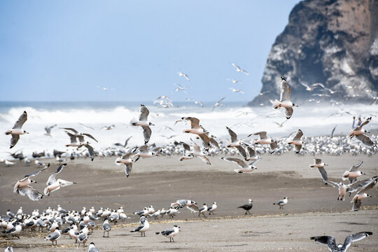 A wide-angle shot of a flock of seagulls (gaviotas) flying and resting on a sandy beach. The ocean with small waves is in the background under a blue sky.