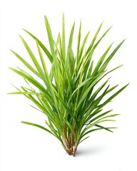 Fototapeta premium Lush green grass tuft against white (3)