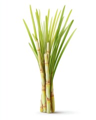 Fototapeta premium Fresh sugarcane stalks, vibrant green leaves