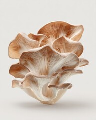 Close-up of multiple delicate, light brown mushrooms