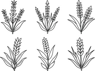 lavender plant collection line art, black outline, vector and illustration