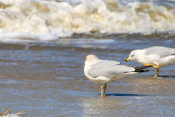 Seagulls foraging along the shoreline at a sunny beach during low tide capturing the coastal beauty of nature