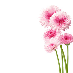 Elegant pink daisy flowers with delicate petals isolated against a black background