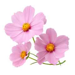 Delicate Pink Cosmos Flowers Isolated on Black Background for Artistic Compositions