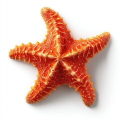 Five-armed orange starfish with bumpy texture casts shadow against white background