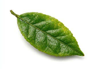 A vibrant green leaf, textured with tiny water droplets, casts a subtle shadow on a clean white backdrop