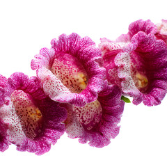 Exquisite beauty: Capturing the vibrant charm of a pink calceolaria flower close-up