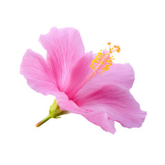 Vibrant pink hibiscus blossom captured in stunning detail against black background