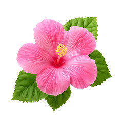 Vibrant pink hibiscus flower against a sleek black background, showcasing its beauty