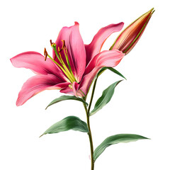 Elegant pink lily with a bud on a black background for botanical and floral themes