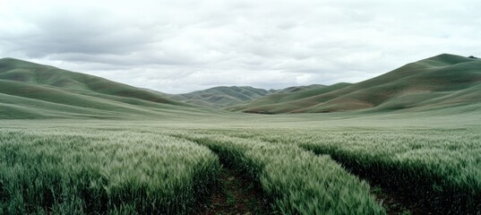 Expansive landscape with a wheat field in the foreground and rolling green hills leading to distant mountains under a cloudy sky