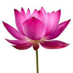 Elegant pink lotus flower blossoming gracefully against a stark black background