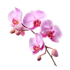 Fototapeta premium Elegant phalaenopsis orchid branch isolated on black background in full bloom