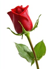 A single red rose bud, unfurled petals, with a green stem and leaves, isolated on a white background