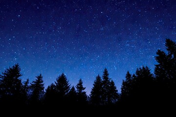 Fototapeta premium Starry night sky over dark trees (6)