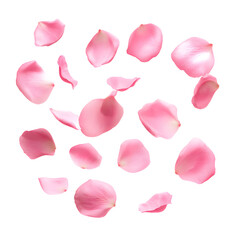 Fototapeta premium Floating Pink Rose Petals on Black Background: Elegant Floral Arrangement