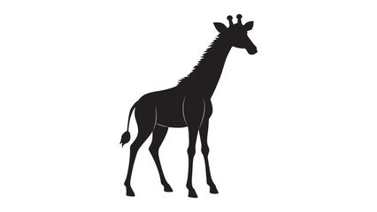 Black And White Giraffe illustration on White Background