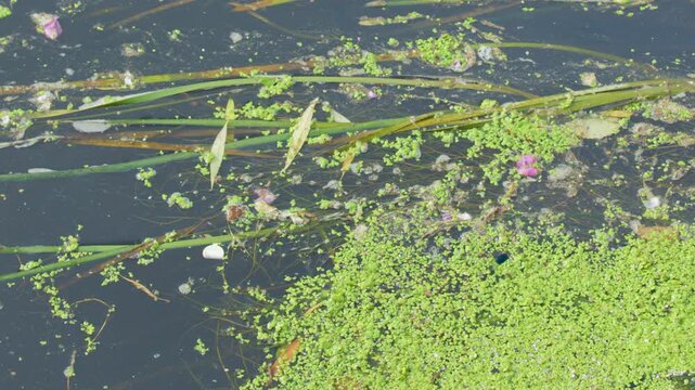 Duckweed and Algae Spreading Across Polluted River Surface