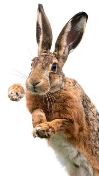 Brown hare in mid-leap, alert expression