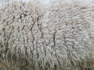 Animal background view. Close up to natural sheep's fluffy wool.