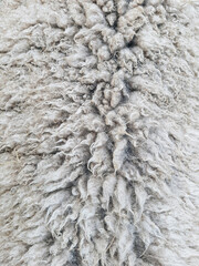 Animal background view. Close up to natural sheep's fluffy wool.