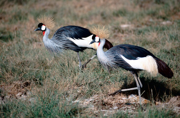 grey crowned crane