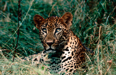 portrait of a leopard