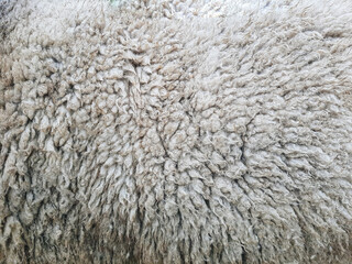 Animal background view. Close up to natural sheep's fluffy wool.