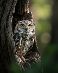 Wild owl with striking orange eyes perched inside tree hollow
