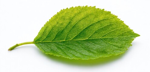 Fototapeta premium Close-up of a single vibrant green leaf (5)