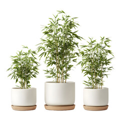 Elegant Bamboo Plants in White Pots Against a Black Background for Decor