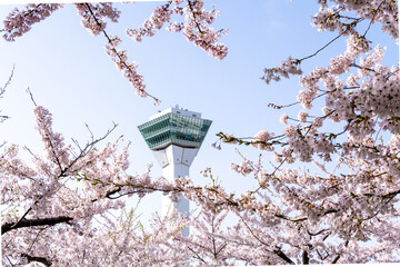 Cherry blossoms and Goryokaku Tower in full bloom