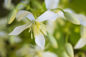 sweet autumn clematis, clematis terniflora