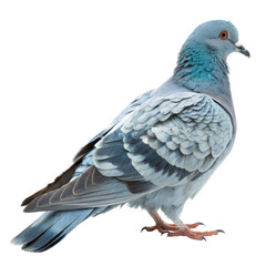 Delicate blue dove captured in profile, wings neatly folded, bird isolated on white background. PNG