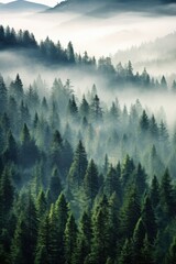Misty evergreen forest canopy layers trees conifer